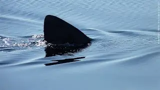 Detroit Lakes Woman Dies in Shark Attack in the Caribbean | Lakeland News