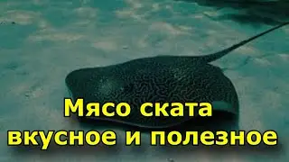 Мясо ската является вкусным и полезным для здоровья