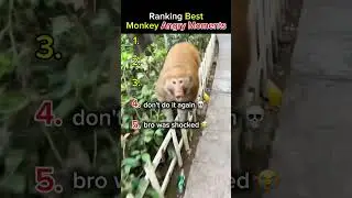 Ranking Best Monkey Angry Moments 🦍🤣 #funny #shorts #monkey