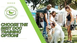 The Pros and Cons of Dog Training Board and Train vs. Private Lessons