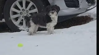 Squiggy playing fetch