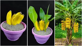 Growing banana plant at home from fruit | Tips & tricks in this video