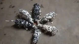Dalmination 101 puppy