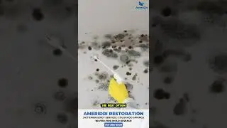 Mold Masters Expert Remediation for a Healthier Home #moldinspection #moldprevention