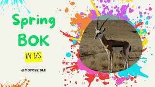 Springbok 🦌 by MOPOSSIBLE | Deep Amapiano House 2025 | Beat Runs & Skips Like a Springbok!