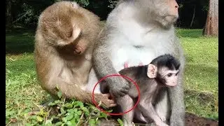 OMG, Why Pigtail Monkey Do Like That On Newborn Monkey, Newborn Monkey Try To Escape From Pigtail