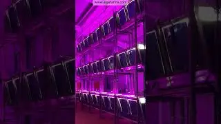 Revolutionary Closed Vertical Algae Farm: Automated Spirulina & Chlorella Production by AlgaFarms