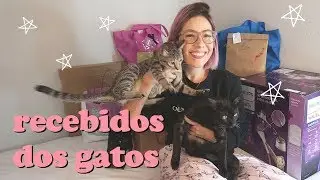RECEBIDOS DOS GATOS kkkk