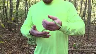 Oct 20 2025 green snake