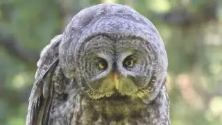 Great Gray Owl in Oregon
