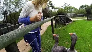 Day at Totnes Rare Breed Farm