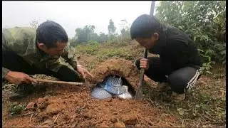 Following the trail, they discovered a horrifying nest of snakes hibernating in a mound of earth.