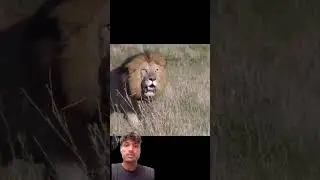 Lion#greenscreen #lion #leopard #animals #phonk #shorts #phonkmusic #youtubeshorts #trending #444