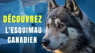 Cette Race Ancienne Dispara&icirc;t&hellip; D&eacute;couvre Le Chien Esquimau Canadien !