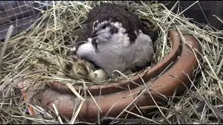 Broody Quail in Winter Part V - Hatching and Raising Quail Chicks