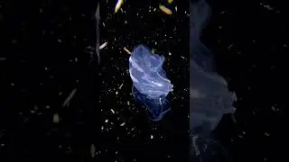 Unforgettable night dive on Kona, Hawaii #scubadiving #nightdive #hawaii #bigisland #fyp