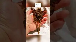 Mythical Creatures Caught On Camera 🤯