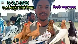 BIJNOR KABUTAR BAZAR SUNDAY MARKET/बिजनौर का सबसे सस्ता किरतपुर कबूतर बाजार 5/3/2025