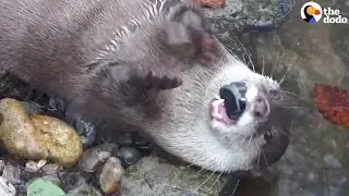 Otter Juggling Rocks: A Few Theories Why | The Dodo