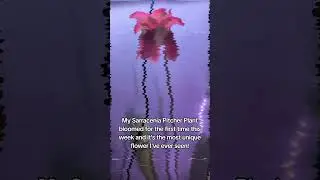 Sarracenia bloom after winter dormancy! #plantlady #pitcherplant