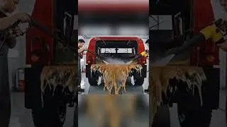 Rare Supercar Found in Jungle | Worth $100,000,000