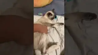 ★my cat bite me😭★