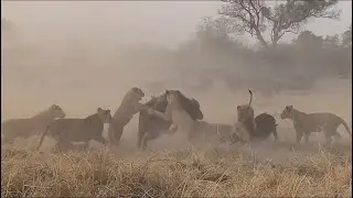 lion pride attack buffalo herd got a calf bring it down video