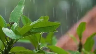 Rain in Bali forest. Sounds for sleep. Sounds of nature. Sounds for meditation.
