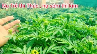 cách thúc nụ trễ và cầm nụ bông vạn thọ nở sớm, huỳnh cập nhật 