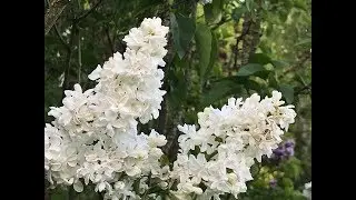 Lilas commun double 'Syringa vulgaris Mme Lemoine' Une puret&eacute; parfum&eacute;e.