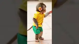 Dudi Dudi Dum Dum &ndash; That Tail Wag Tho&hellip;#WigglyTail #BabyChimp #TooFunny