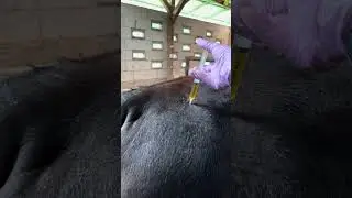 Antibiotic Injection in black limousine cows jumbo abscess   #cow  #america  #mantrihewancreatif