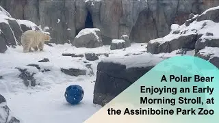 A Polar Bear Enjoying an Early Morning Stroll, at the Assiniboine Park Zoo @papaatthezoo