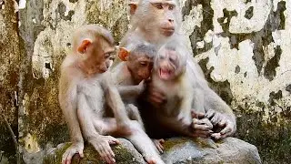 Feeling pit...y for baby Nori sleeping su...k head of Rainbow, while Rainbow easy cry to need milk