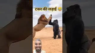 #gorilla #animals #funny #movie #hindisong #love #song #cutedog #cutedog #comedy #bollywood #pets