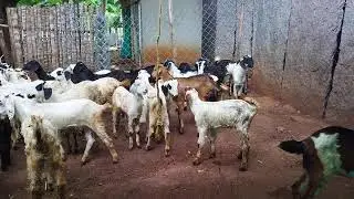Pure Nati Goat Kids for Sale, 4 Months old, contact - 7204381480, Location - Madhugiri (Tumkur)