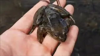 4Dvideo