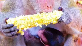 Nourishing Love: Old Mama Monkey's Dedicated Mealtime Care for Her Baby