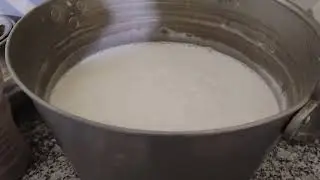 Titto ka morning milk @ Murrah buffalo @ animal feeding @ live milking 