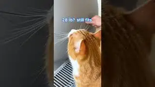 Auto Cat Liter Box #catshorts #cat #catvideos #literbox