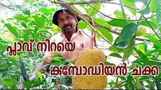 പ്ലാവ് നിറയെ കമ്പോഡിയൻ ചക്ക/Cambodian Orange Jack