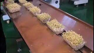 CB-450WS  box motion bean sprout with tray packing machine