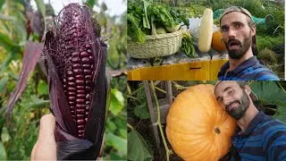 Early September allotment mega harvest! | RED SWEETCORN! | More!