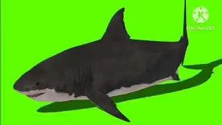 Shark 🦈 green screen