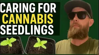 How to | First Feed Day! Mixing Nutrients for My Sprouted Cannabis Plants 🌱💧       &ldquo;+Cinnamon Trick&rdquo;