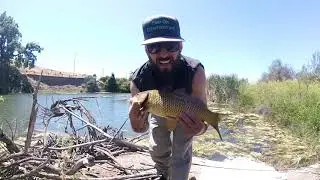Carp Fishing At Urban Creek  San Jose  Moterey Road 6/7/2019