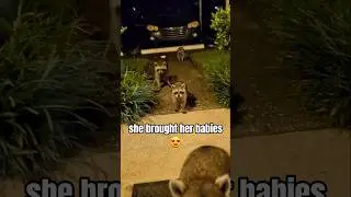 so stinkin' cute 😍 #baby #raccoon #cute #trust #knockknock #nature #shorts