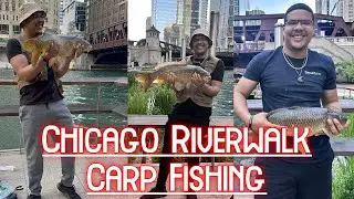 Carp Fishing the Chicago River Walk