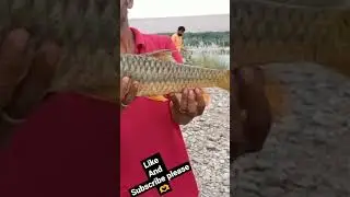 Beautiful big golden mahseer || #shorts