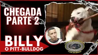 PITT+BULLDOG AMERICANO AGRESSIVO - CHEGADA AO CANIL [BILLY] 🐕 [Parte 2!]